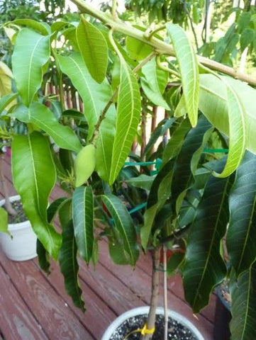 Mango tree plantation Urban plants 