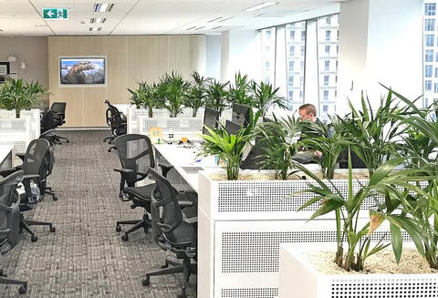 Top 10 best office plants - Urban plants - Urban Plants™