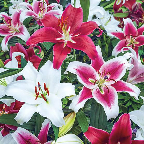 Oriental Lilies Urban plants 