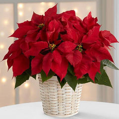 Poinsettia Plant Urban plants 