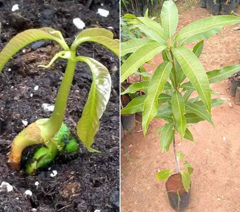 Chaunsa mango plant Repotting Urban plants 
