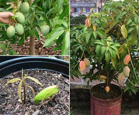 Chaunsa mango plant Potting Urban plants 