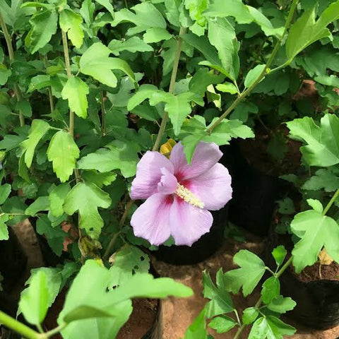 Rose of Sharon plant fertilization Urban plants 