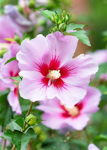 Rose of Sharon plant care Urban plants 