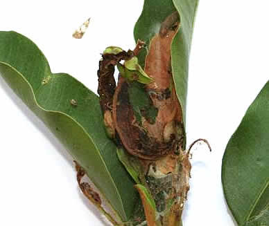 Sapota insects and diseases Urban plants 