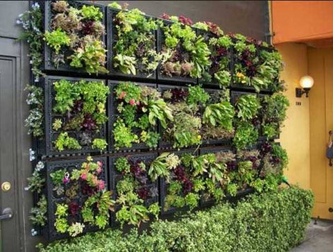 Vertical garden ideas Urban plants 