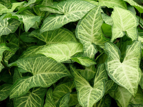 Syngonium-Plant-Benefits-Urban-Plants