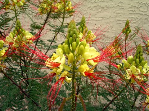 Yellow-Bird-of-Paradise-Caesalpinia-gilliesii-Urban-Plants