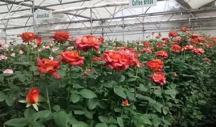 Arka-Savi-Rose-Cultivation:-Yield-Per-Acre,-Growing-Cost,-and-Profit-Analysis-Urban-Plants