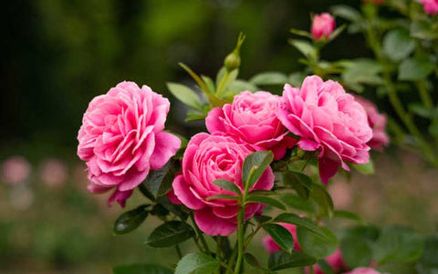 Arka-Savi-Rose-Cultivation:-Yield-Per-Acre,-Growing-Cost,-and-Profit-Analysis-Urban-Plants