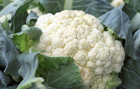 Cauliflower-Farming-in-Polyhouse-(Gobi)-for-Profit-Urban-Plants