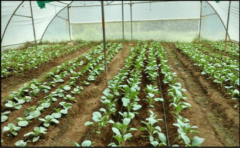 Cauliflower-Farming-in-Polyhouse-(Gobi)-for-Profit-Urban-Plants