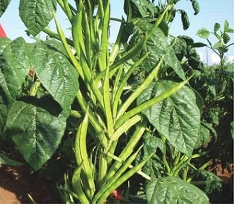 Cluster-Bean-Farming-in-Polyhouse-(Gaur)-for-Double-Profit-Urban-Plants