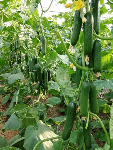 Cucumber-Farming-in-Polyhouse-(Kheera)-Double-Profit-Urban-Plants