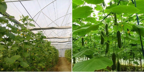 Cucumber-Farming-in-Polyhouse-(Kheera)-Double-Profit-Urban-Plants
