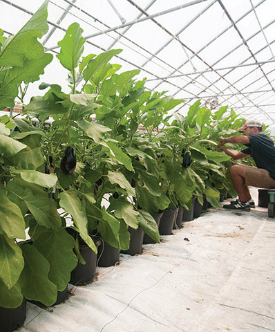 Eggplant-Farming-in-Polyhouse-(Vankaya)-for-Profit-Urban-Plants