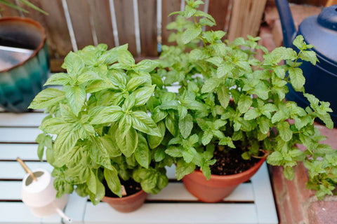 five-great-herbs-to-grow-in-pots-Urba-Plants