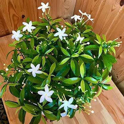 How-to-grow-jasmine-plant