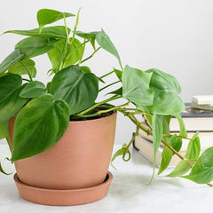 Philodendron-plants