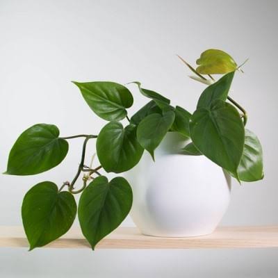 Philodendron-plant