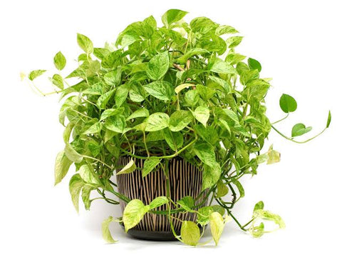 Pothos-plant-urban-plants