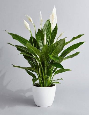 Peace-lily-urban-plants