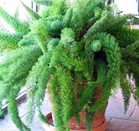 Growing Foxtail Ferns: How To Take Care Of A Foxtail Fern Plants