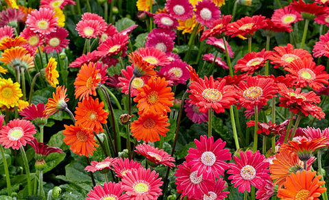 Gerbera-urban-plants