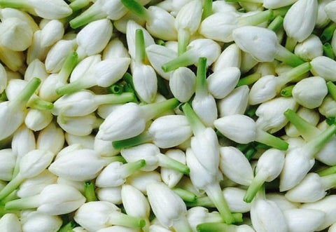 Jasmine-Farming-in-Polyhouse-(Chameli)-for-Profit-Urban-Plants