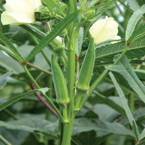 Ladyfinger-Farming-in-Polyhouse-from-Seeds-for-Profit-Urban-Plants