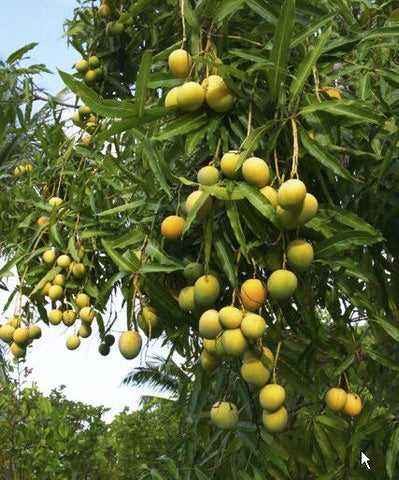 Alphonso-Mango-Tree-Urban-Plants