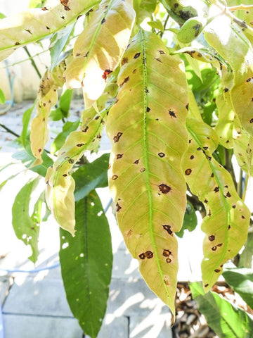 mango-disease-Urban-Plants