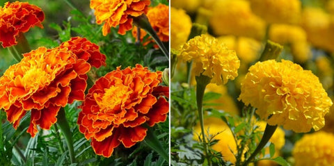 Marigold-Farming-in-Polyhouse-for-Maximum-Profits-Urban-Plants