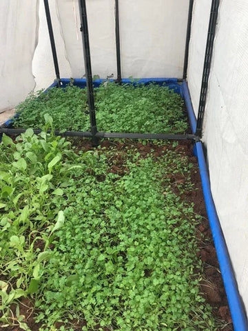 Exploring-Micro-Polyhouse-Gardening:-An-Introduction-to-Urban-Farming-Innovations-Urban-Plants