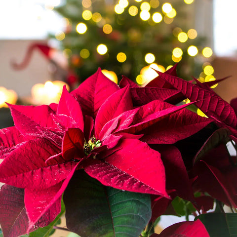 Poinsettia-Plant-Urban-Plants