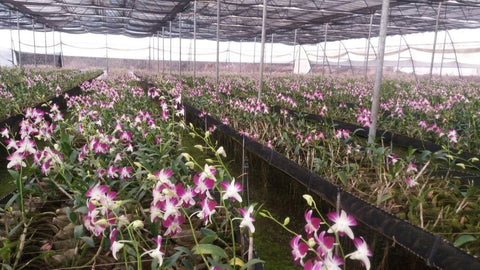 Orchid-Farming-Business-Plan:-Strategic-Changes-for-Increased-Profitability-Urban-Plants