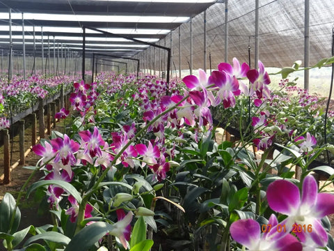 Orchid-Farming-Business-Plan:-Strategic-Changes-for-Increased-Profitability-Urban-Plants