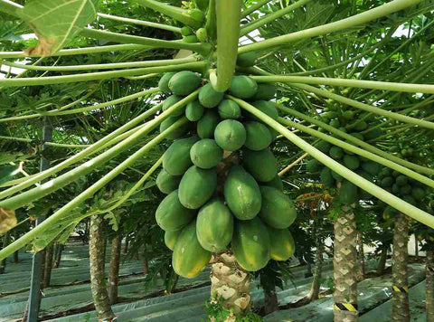 Papaya-Farming-in-Polyhouse-for-Maximum-Profit-Urban-Plants