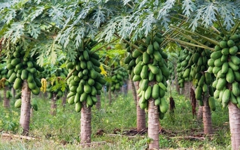 Papaya-Farming-in-Polyhouse-for-Maximum-Profit-Urban-Plants