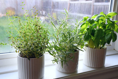 5-Herb-Plants-Urban-Plants