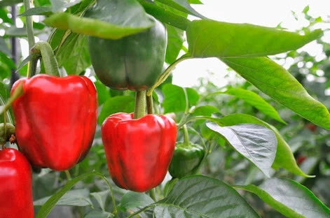 Capsicum-Farming-in-Polyhouse-(Bell Pepper)-for-Profit-Urban-Plants