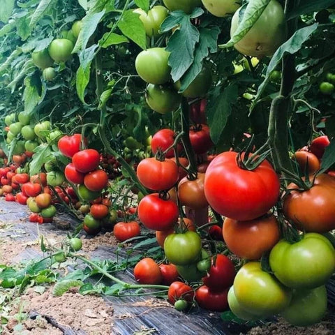 Tomato-Farming-in-Polyhouse-for-Profit-A-Full-Guide-Urban-Plants