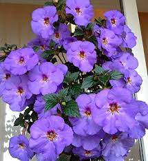Achimenes The Perfect Plant For Your Garden! Urban Plants