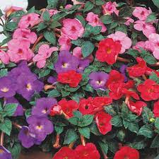 Achimenes The Perfect Plant For Your Garden! Urban plants