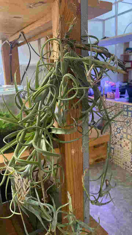 Air Plants As A Gift On Different Occasions And Festivals Urban Plants