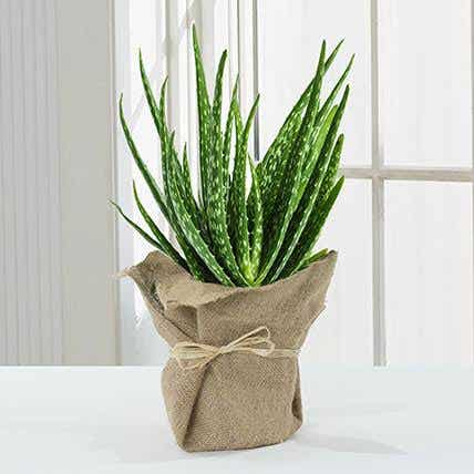 Ganesh ji gift with Aloevera plant for housewarming function Urban Plants