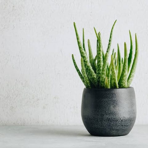 Popular Indoor Plants And Stress Relieving Plants For Home and Office Urban Plants