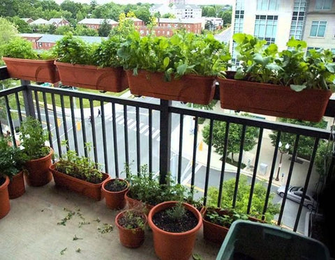 Creating-a-Lush-Balcony-Garden:-Tips-for-Urban-Spaces-Urban-Plants