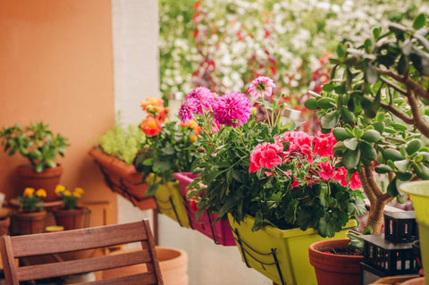 Creating-a-Lush-Balcony-Garden:-Tips-for-Urban-Spaces-Urban-Plants