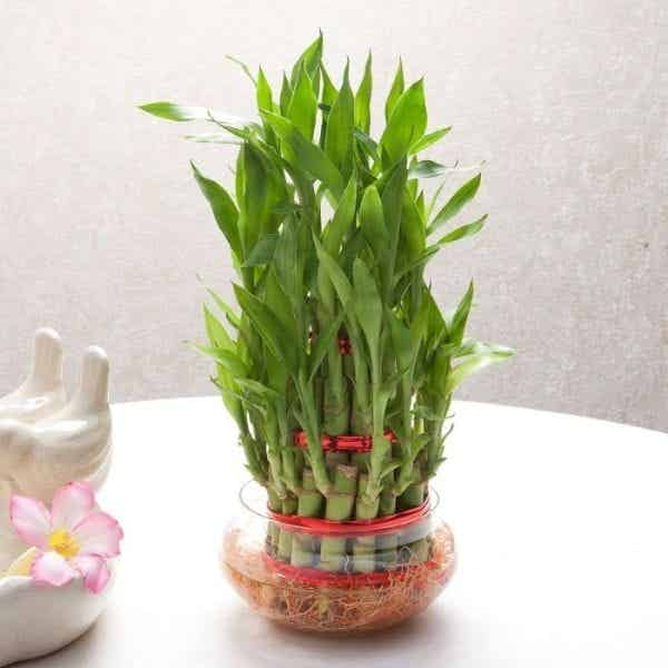 Buy Aarnish || Two Layer Lucky Bamboo Plant | FENG SHUI PLANT || INDOOR  VASTU PLANT | CHINESE BAMBOO | BEST GIFT - (A POT FREE)? Online In India At  Discounted Prices